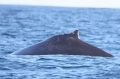 Humpback Whale